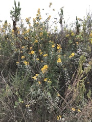 Stirtonanthus taylorianus
