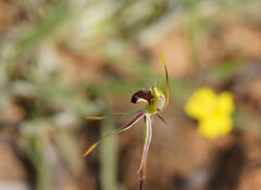 Caladenia verrucosa