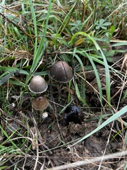 Panaeolus papilionaceus