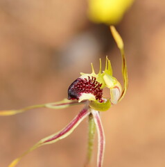 Caladenia verrucosa