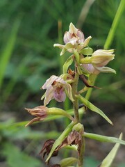 Epipactis helleborine