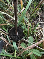Panaeolus papilionaceus
