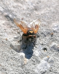 Phasia aurulans