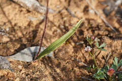 Caladenia verrucosa