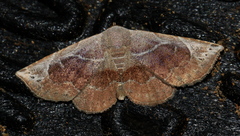 Boletobiinae