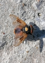 Phasia aurulans