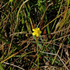 Ranunculus flammula