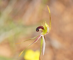 Caladenia verrucosa