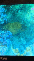 Gymnothorax javanicus