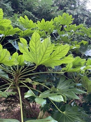 Fatsia