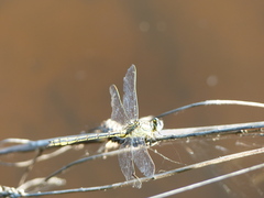 Gomphus pulchellus