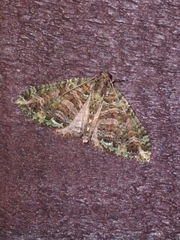 Austrocidaria similata