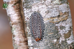 Cerace cyanopyga