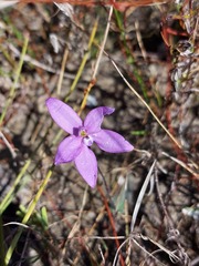 Glossodia minor