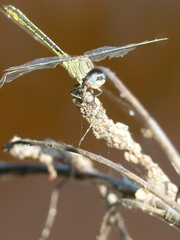 Gomphus pulchellus
