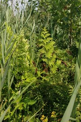 Osmunda regalis