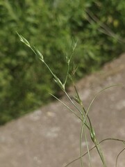 Juncus bufonius