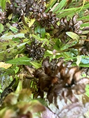 Ajuga reptans