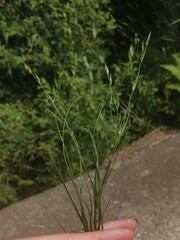 Juncus bufonius