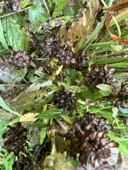 Ajuga reptans