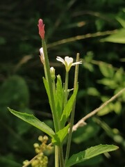 Epilobium palustre