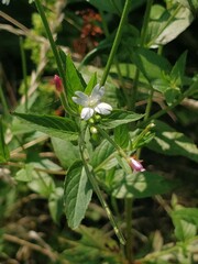 Epilobium palustre