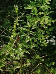 Epilobium palustre