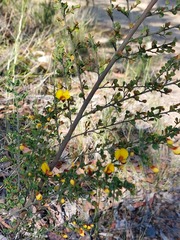 Bossiaea obcordata