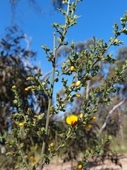 Bossiaea obcordata