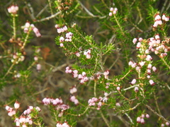Erica manipuliflora