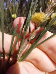 Acacia elongata