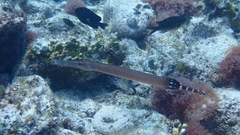 Aulostomus strigosus