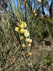 Acacia elongata