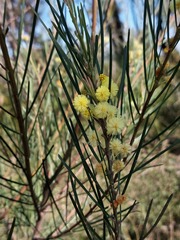 Acacia elongata