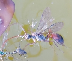 Myrmecia