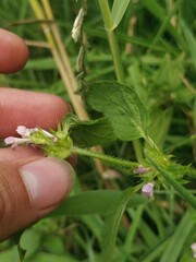 Galeopsis