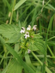 Galeopsis