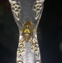 Oebalus
