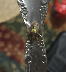Oebalus