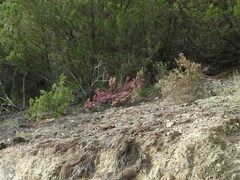 Erica manipuliflora