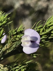 Psoralea sordida