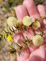 Acacia echinula