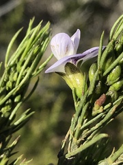Psoralea sordida