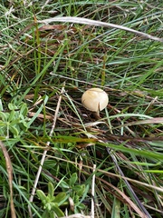 Protostropharia semiglobata