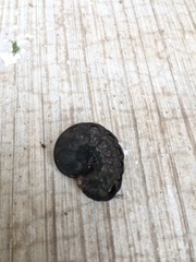 Spodoptera latifascia