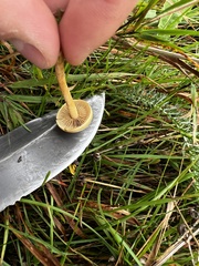 Protostropharia semiglobata