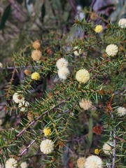 Acacia echinula