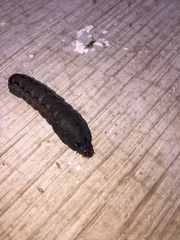 Spodoptera latifascia