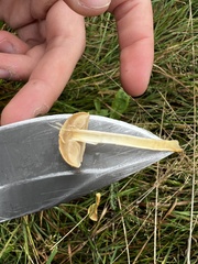 Protostropharia semiglobata