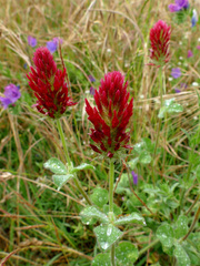 Trifolium incarnatum